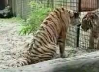 Two tigers rescued from Syria take a two month trip to safety