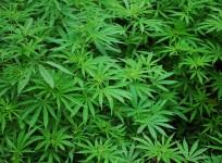 marijuana, sex,