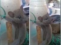 Mouse, viral video