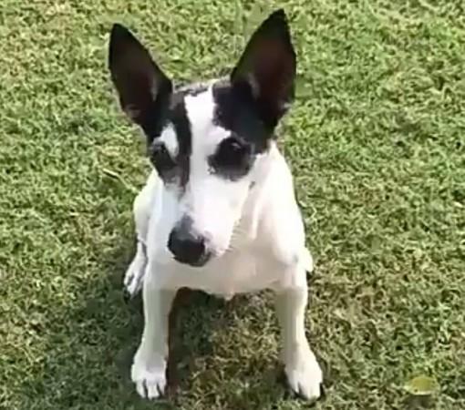 In picture: Pidi, the dog, whose video was tweeted out by Rahul Gandhi. Pidi