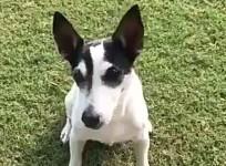 Pidi
