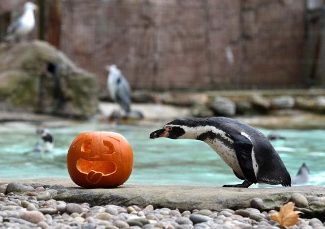 Halloween Halloween