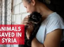 These wounded animals are being saved from Syrias civil war