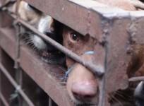 Indonesias dog meat trade exposed in horrific video
