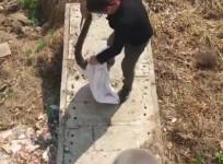 Man captures cat-eating python using just his hands