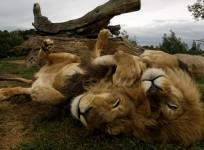 Male Lions