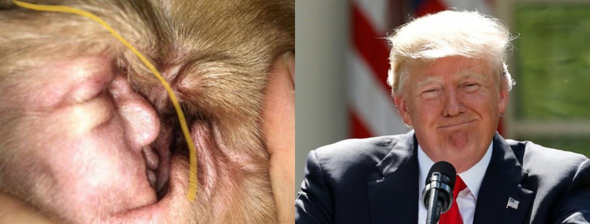 US President Donald Trump's exact image discovered inside a dog's ear Donald Trump
