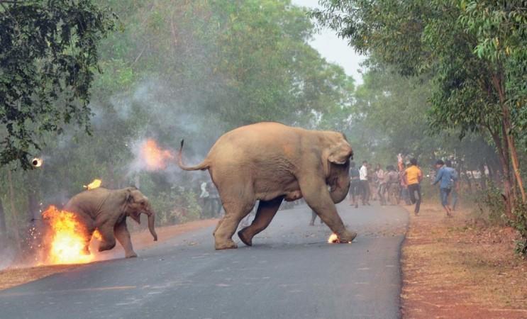 Baby elephant and mother