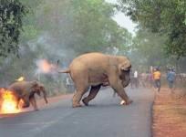 Baby elephant and mother