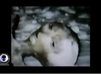 alien, weird news,