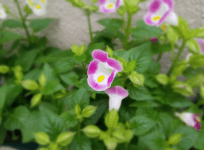 InFocus Turbo 5 Plus in Bokeh effect