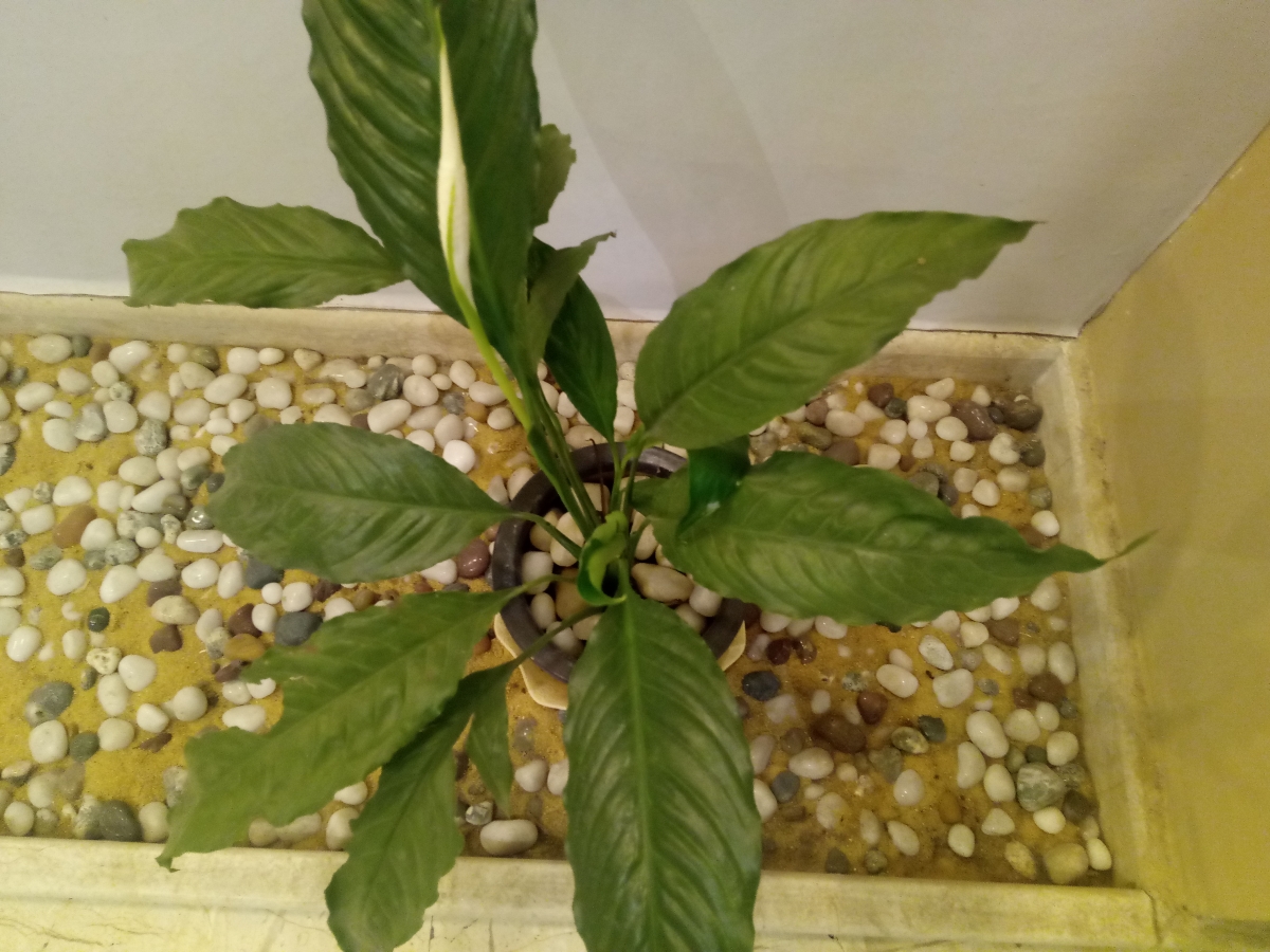 InFocus Turbo 5 Plus