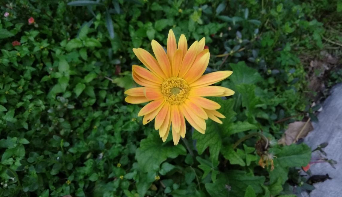 Asus, Zenfone 4 Selfie Dual Camera, review, price, specifications,availability