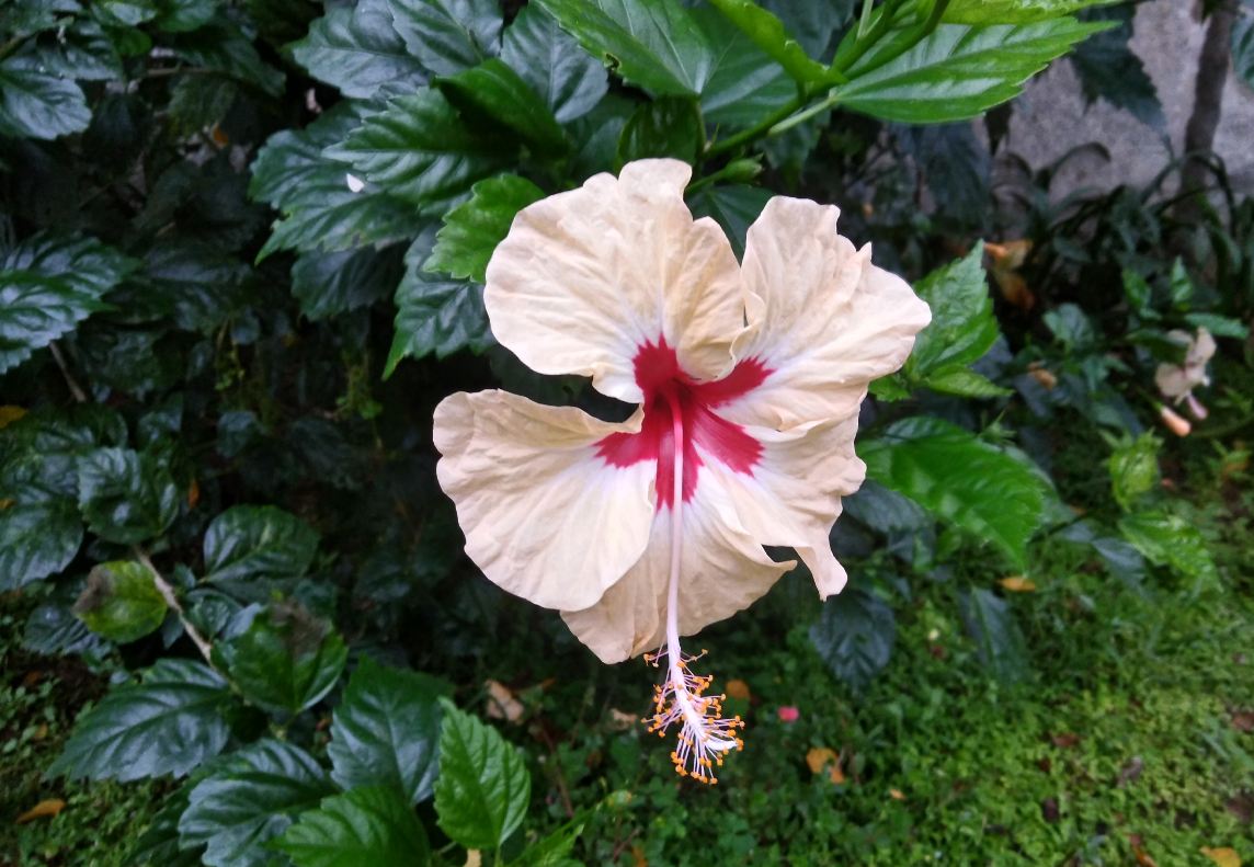 Asus, Zenfone 4 Selfie Dual Camera, review, price, specifications,availability