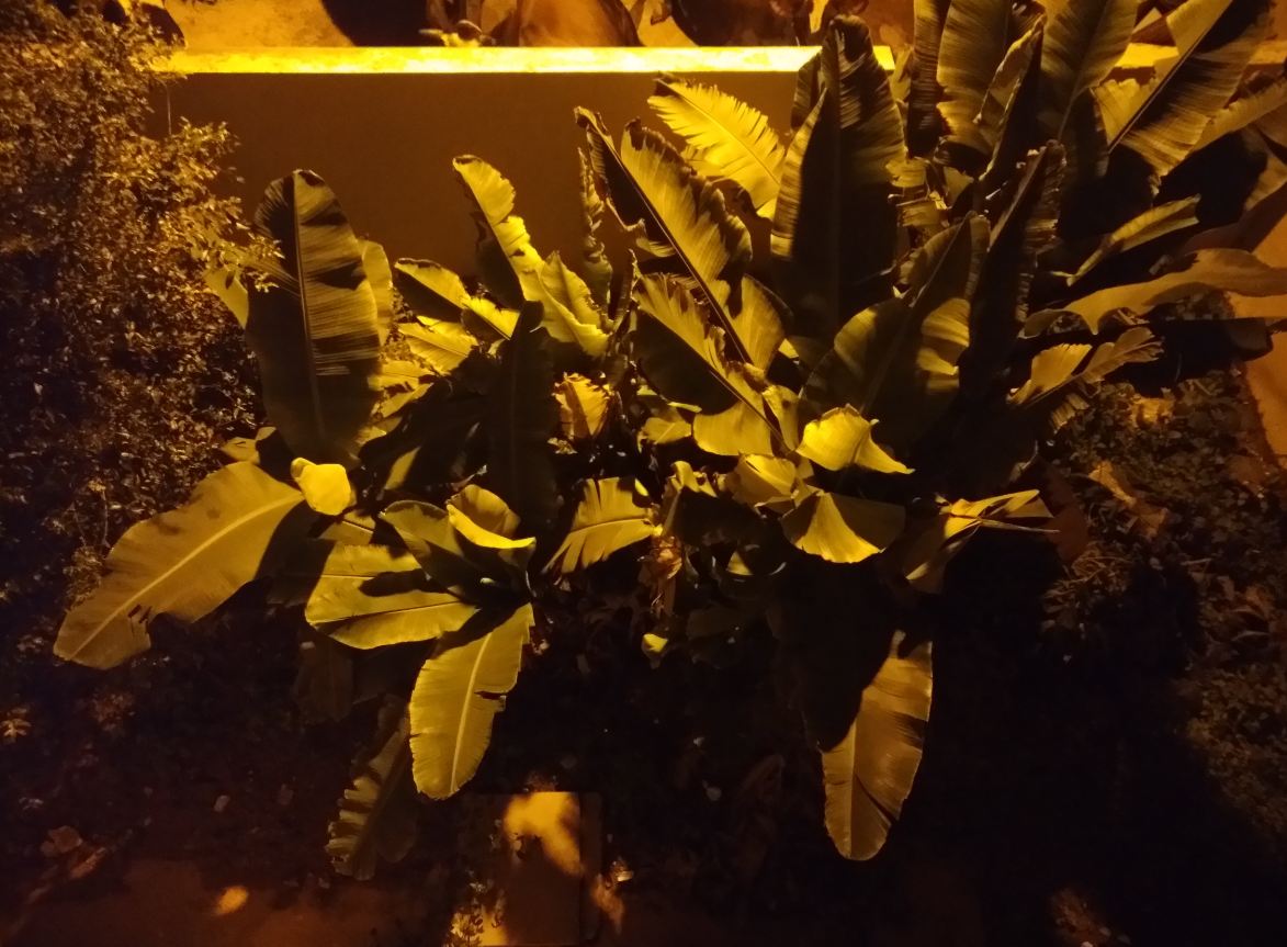 Asus, Zenfone 4 Selfie Dual Camera, review, price, specifications,availability