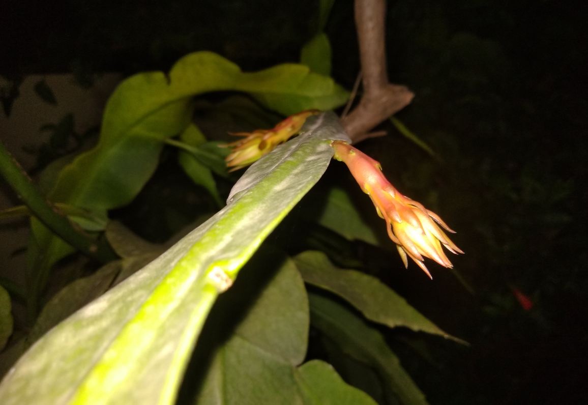 Asus, Zenfone 4 Selfie Dual Camera, review, price, specifications,availability