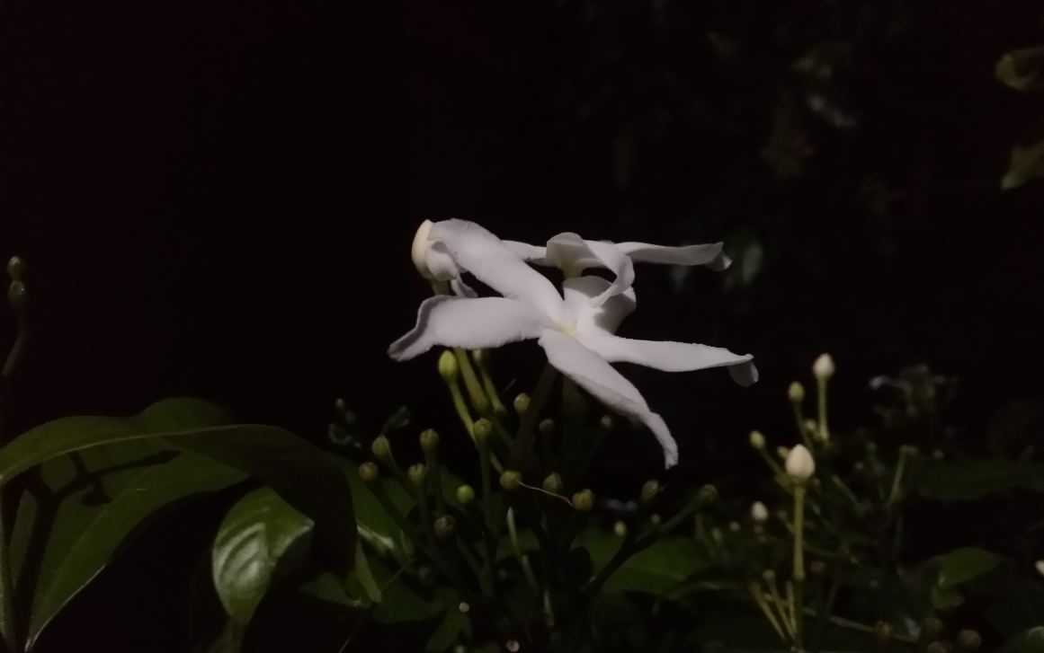 Asus, Zenfone 4 Selfie Dual Camera, review, price, specifications,availability