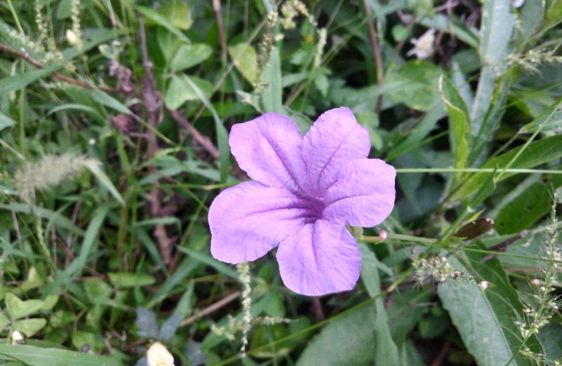 Asus, Zenfone 4 Selfie Dual Camera, review, price, specifications,availability