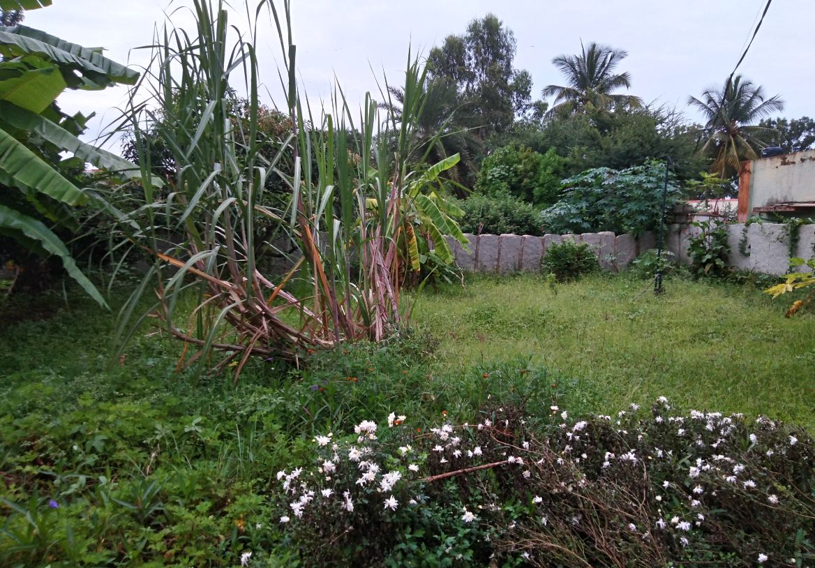 Asus, Zenfone 4 Selfie Dual Camera, review, price, specifications,availability