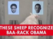 These sheep recognise Baa-rack Obama