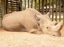 Heartbreaking video shows the last male northern white rhino: This is what extinction looks like