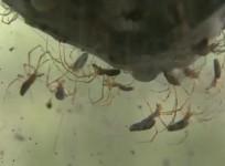 Weird spiders engulf Jerusalem forest with huge webs