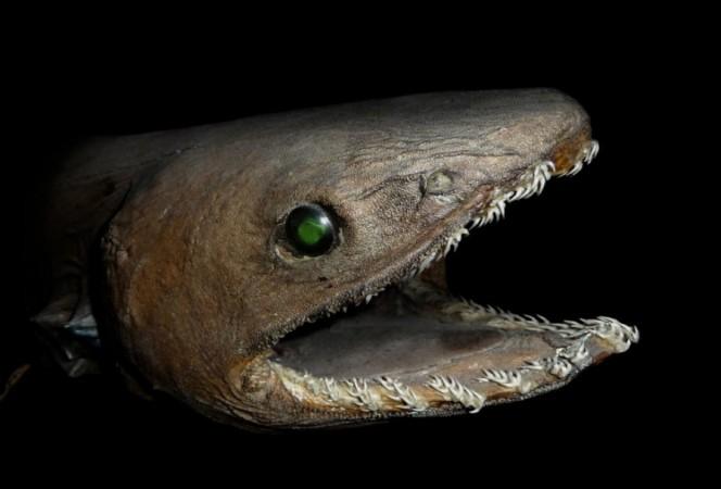 Frilled shark prehistoric shark