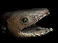 prehistoric shark