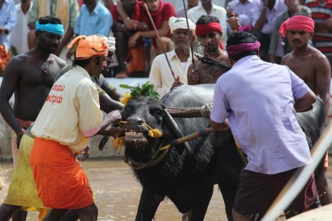The buffalo frothing at the mouth was recorded by PETA kambala race
