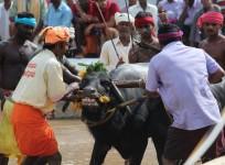 kambala race
