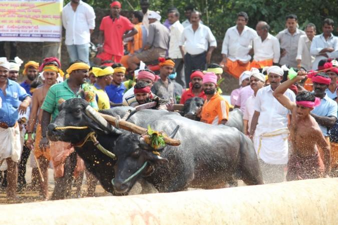 Almost 100 buffalo bulls participated in the double track race. kambala race