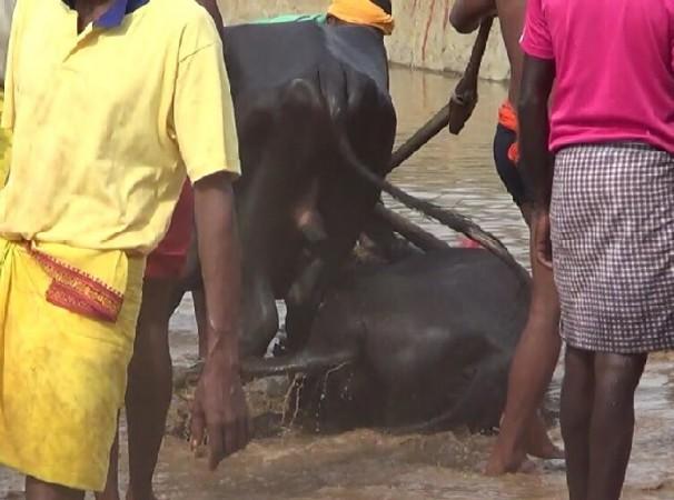 A buffalo bull collapsed during the race. kambala race