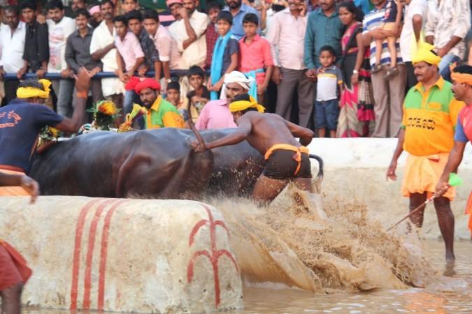 The animal's tails were pulled to make them go faster. kambala race