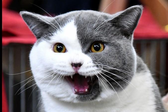 British Short hair cat named Cartier is pictured during the 'Super Cat Show 2017' on November 11, 2017 in Rome. Cats