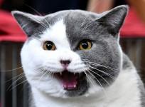 Cats