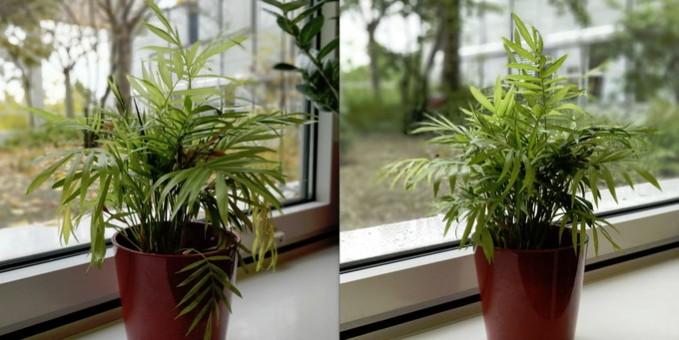 OnePlus 5T (left) vs OnePlus 5 (right): Portrait OnePlus 5T (left) vs OnePlus 5 (right): Portrait