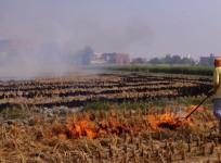 stubble burning