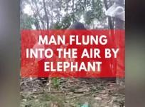 Man flung into the air by elephant