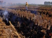 stubble burning 1111