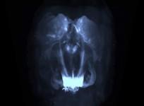 Take a VR look inside the brains pleasure centers