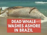 Carcass of giant whale washes up on iconic beach in Brazils Rio de Janeiro