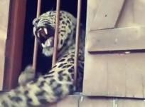 Leopard mauls four people while roaming primary school