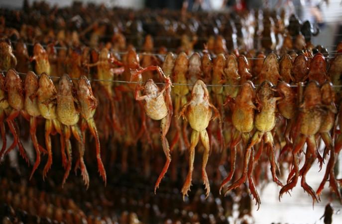 Chinese Forest Frogs dried in the sun are seen at a frog fat processing factory on October 27, 2008 in Dunhua of Jilin Province, China. Dried Frog