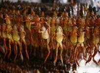 Dried Frog