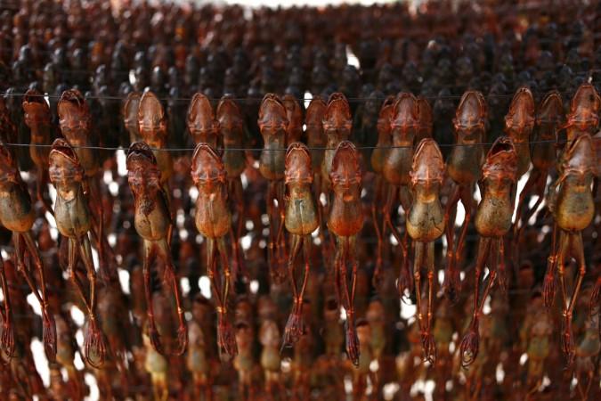 Chinese Forest Frogs dried in the sun are seen at a frog fat processing factory on October 27, 2008 in Dunhua of Jilin Province, China. Dried Frog