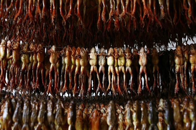 Chinese Forest Frogs dried in the sun are seen at a frog fat processing factory on October 27, 2008 in Dunhua of Jilin Province, China. Dried Frog