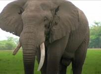 Donald Trump does U-Turn on decision to allow the import of hunting trophies