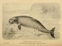 sea cow