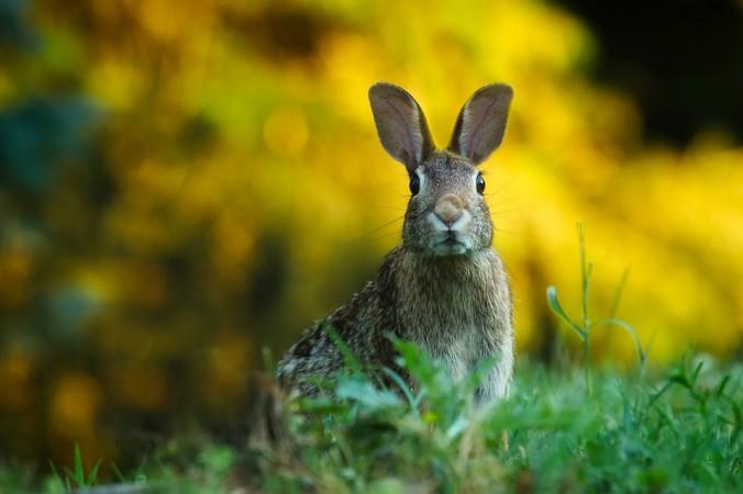 animals,rabbit, fart, weird,