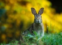 animals,rabbit, fart, weird,